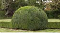 Hedges